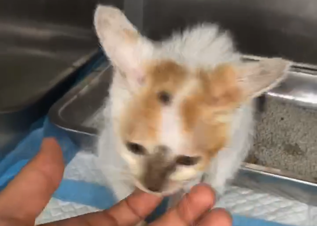 Vetmedix Case Sharing 丨 စွမ်းအင်မြင့်မားသော လေဆာဖြင့် တိရစ္ဆာန်ငယ်များတွင် ပိုးဝင်သော Osteoarticular Fusion ဒဏ်ရာများကို ကုသပေးသည်