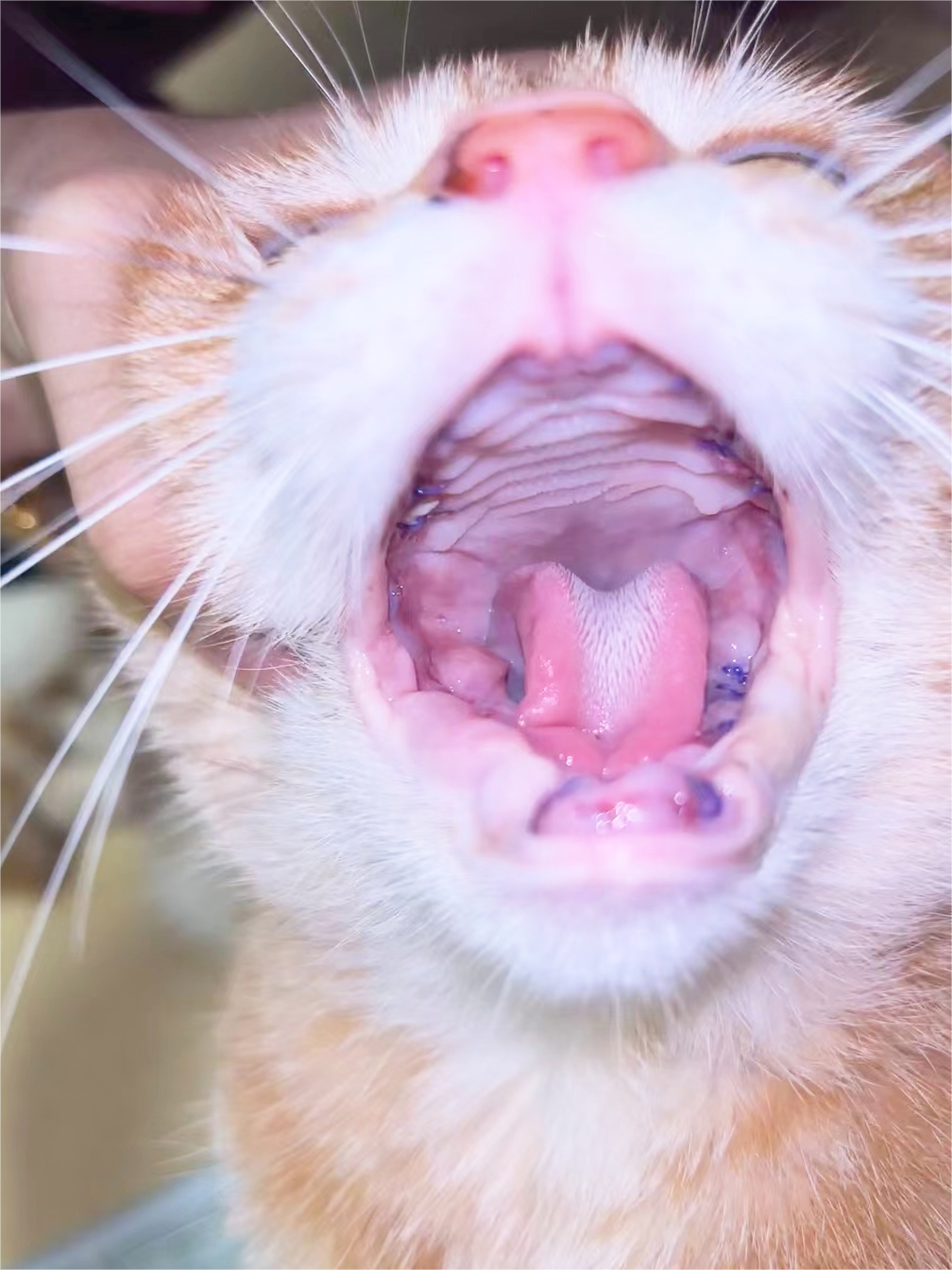 VetMedix Case Sharing 丨 စွမ်းအားမြင့် လေဆာသည် Stomatitis ကြောင့် ပါးစပ်ပြည့်သွားခြင်းကို ခွဲစိတ်ပြီးနောက် အနာကျက်ခြင်းကို မြှင့်တင်ပေးသည်