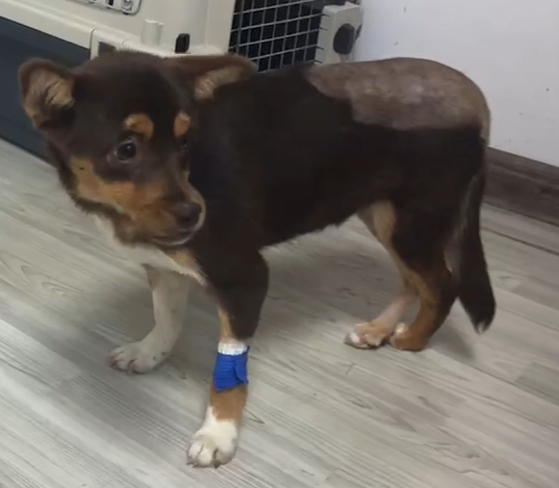 Vetmedix အမှုခွဲဝေမှု acetabular fossa နှင့် femoral frothure ၏မြင့်မားသောစွမ်းအင်လေဆာရောင်ခြည်ကုသမှု
