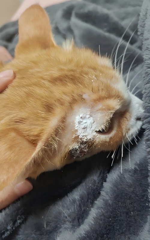 Vetmedix Case ခွဲဝေမှု►အရေပြားအနာကိုကုသရာတွင်စွမ်းအင်စွမ်းအင်မြင့်မားသောလေဆာကုထုံးကိုလျှောက်လွှာတင်ခြင်း