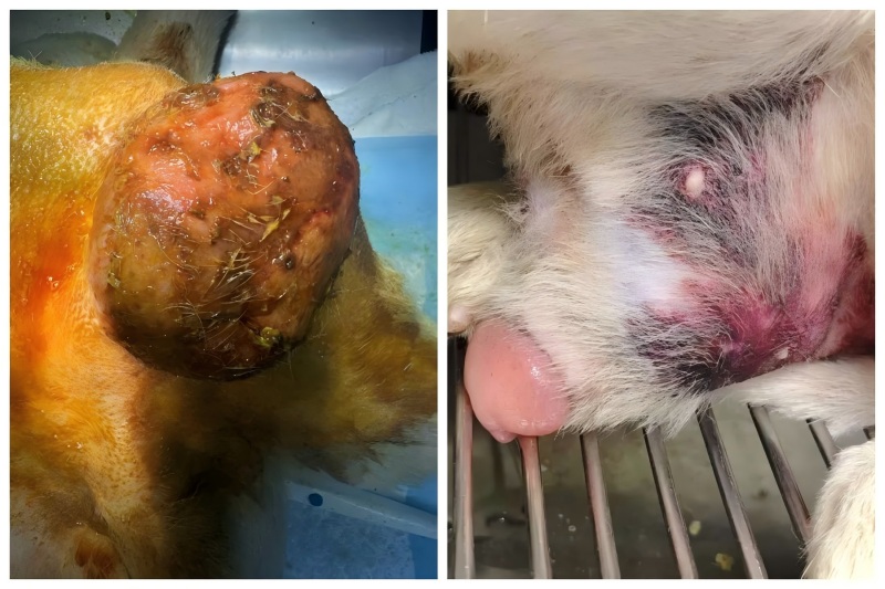 Vetmedix အမှုခွဲဝေမှု rotostatic တိုးချဲ့ခြင်းအတွက်စွမ်းအင်စွမ်းအင်လေဆာကုထုံးကိုအသုံးပြုခြင်း application