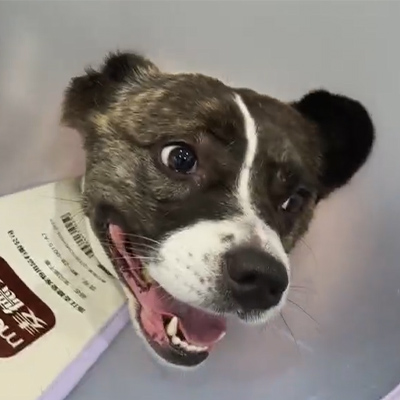 Vetmedix Case အစီရင်ခံစာ