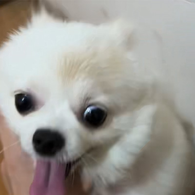 Vetmedix အမှုခွဲဝေမှု丨 Canine Ringworm ကုသရာတွင်စွမ်းအင်စွမ်းအင်လေဆာရောင်ခြည်၏လျှောက်လွှာတင်ခြင်း