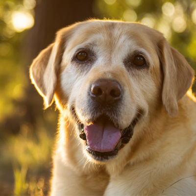 Vetmedix Case ခွဲဝေမှု►စွမ်းအင်သုံးလေဆာရောင်ခြည်ကုထုံးနှင့်သက်ဆိုင်သောစွမ်းအင်လေဆာရောင်ခြည်ကုထုံး၏အသုံးစရိတ်ကိုကုသမှုခံယူခြင်းမပျောက်ကင်းသော Perians Perians Runors ကိုကုသရာတွင်